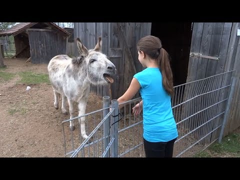 Donkey loves his owner